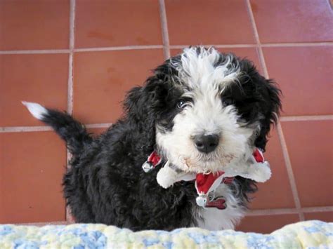 Bernedoodle Guide To Owning A Bernese Mountain Poodle Mix K9 Web