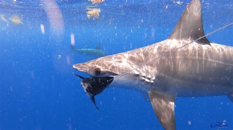 School Of Hammerhead Sharks Feeding 4k Footage Two Conchs