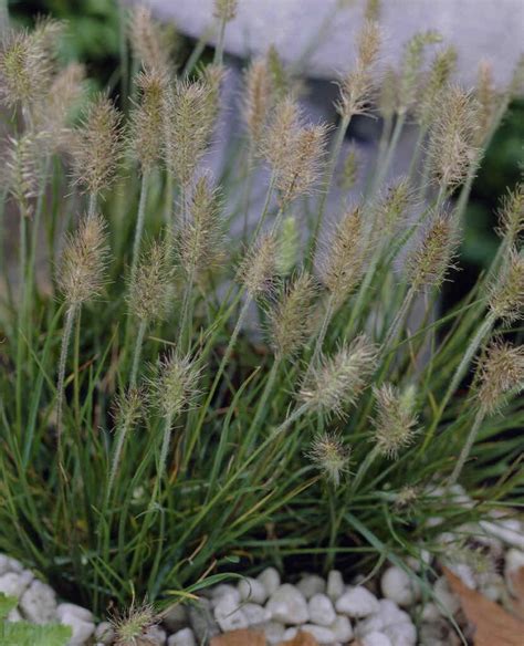 Trawy ozdobne do ogrodu sadzonki wieloletnie i jednoroczne Wodne rośliny Perfekt Klik