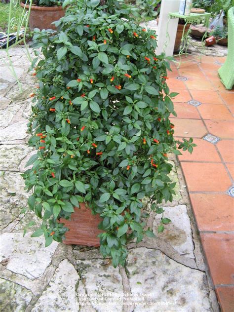 Maybe you would like to learn more about one of these? Photo of Candy Corn Vine (Manettia luteorubra) uploaded by ...