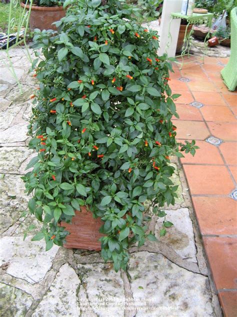 Best candy corn vine from lisa bonassin s garden what s blooming now candy corn. Photo of Candy Corn Vine (Manettia luteorubra) uploaded by ...