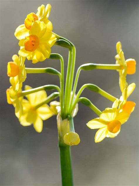 Daffodil Sprouts 10 Flowers From A Single Stem In Spring Sunshine Uk