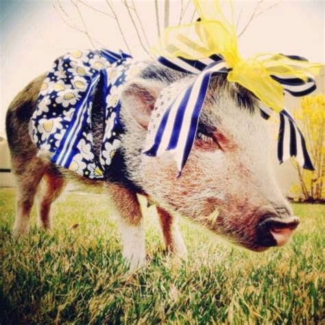 Penelope Popcorn Instagram Photos Of A Cute Dressed Up Pig Weird
