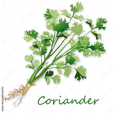 Fresh Coriander Or Cilantro Herb Vector Illustration Isolated Stock