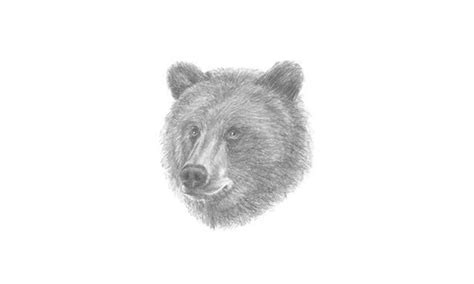 How to draw a teddy bear. How To Draw A Bear's Head - My How To Draw