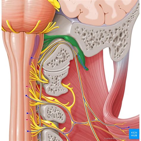 Cranial Nerve Vagus Nerve Anatomy And Pathways Kenhub Images And Photos Finder