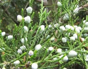 Ienupar De Virginia Juniperus Virginiana Descriere Ingrijire