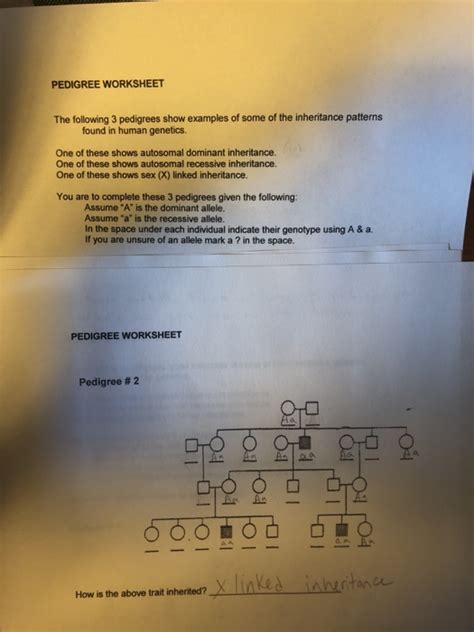 Solved Pedigree Worksheet The Following Pedigrees Show Chegg Com