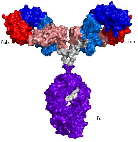 Monoclonal antibodies are immune system proteins that are created in the lab. NIST 2D NMR 'Fingerprinting' Study Gives Biopharmaceutical ...