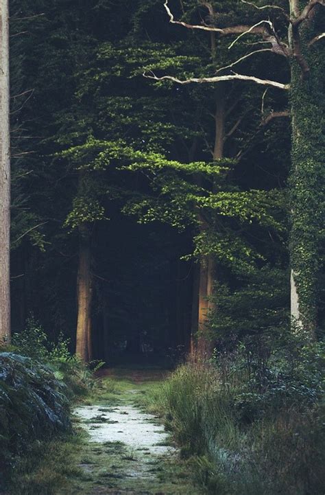 Beautiful Forest On Tumblr