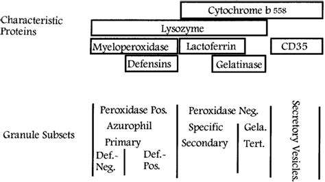Classification Of Granules In Neutrophils Peroxidase Positive