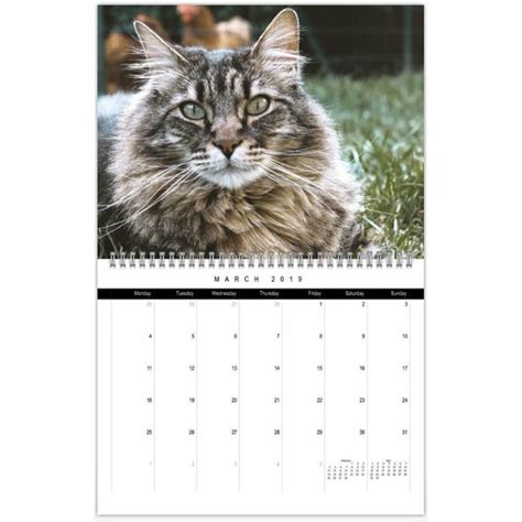 Siberian Cat Calendar 2019 Siberian Cat World