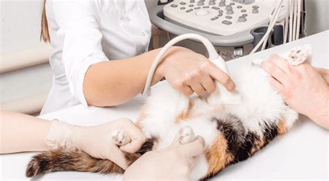 Significant Symptoms To Watch Of Cat Pregnancy ป่องแล้วจ้า สัญญาณ