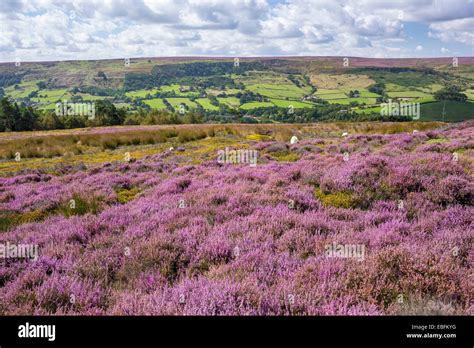 Rosedale Abbey North Yorkshire Moors Hi Res Stock Photography And