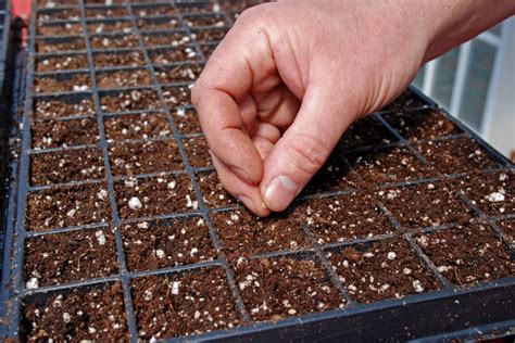 What You Need To Start Seeds Indoors Grow Your Own Plants
