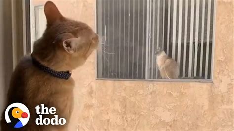 Cats Fall In Love After Seeing Each Other Through A Window Every Day