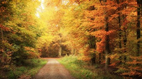 1920x1080 1920x1080 Autumn Forest Nature Road Coolwallpapersme