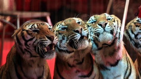 Interdiction Des Animaux Sauvages Dans Les Cirques Manifestation à