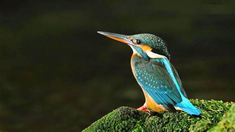 Beautiful birds images hd wallpaper download. Birds HD Photos Free Download PC - Online Fun