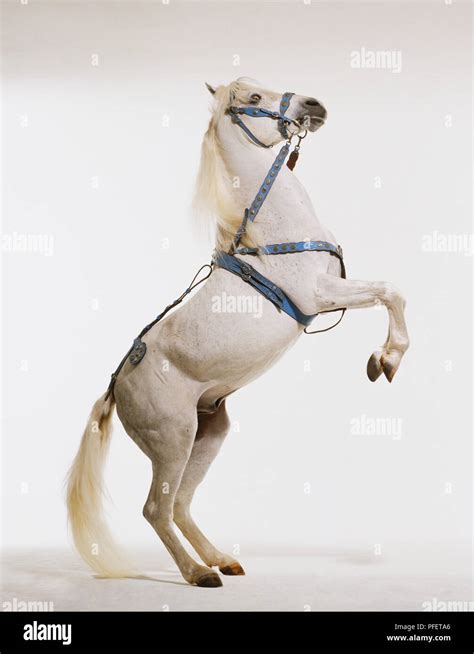 Arab Horse Equus Caballus Posing Standing On Hind Legs Side View