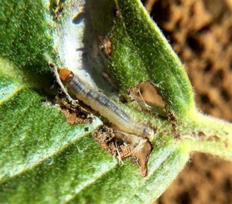Of insect with almost no probability of insecticide residue in and or/on the fruits. PestNet > Summaries of Messages > Crops > Fruits & nuts ...