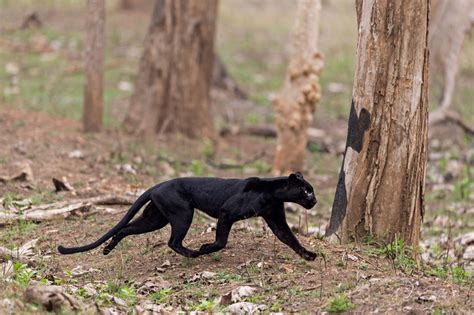 Photographer Spots Rare Black Leopard On Safari In India