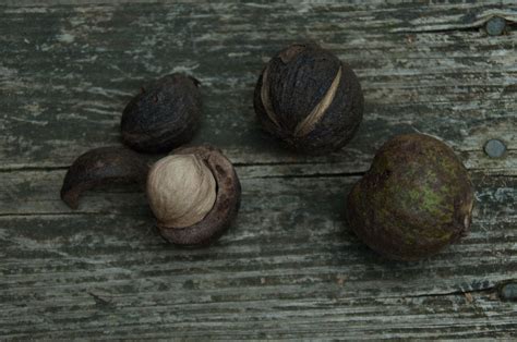 How To Hickory Nuts Hickory Nuts Whole Nut