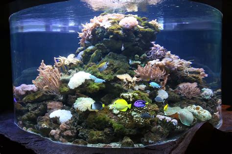 See more of blue coral aquarium at kl tower on facebook. Blue Coral Aquarium @KL Tower