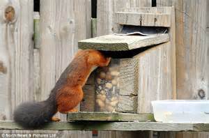 Baby Red Squirrel Dives In Head First When Given A Tasty Box Of Treats