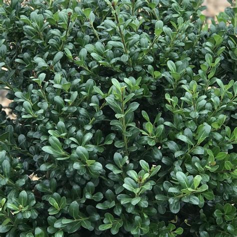 Ilex Crenata Bennetts Compacta Japanese Holly From Saunders Brothers Inc