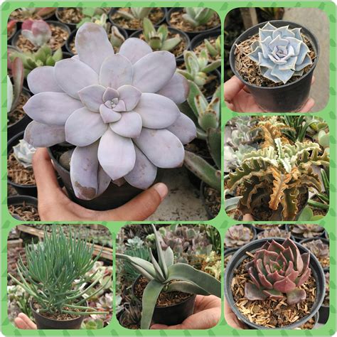 Benih / biji tanaman hias bunga cosmos dwarf mix warna warni 20 bijirp12.000: Jual Tanaman Hias Sukulen Dan Kaktus Mini Harga Murah ...
