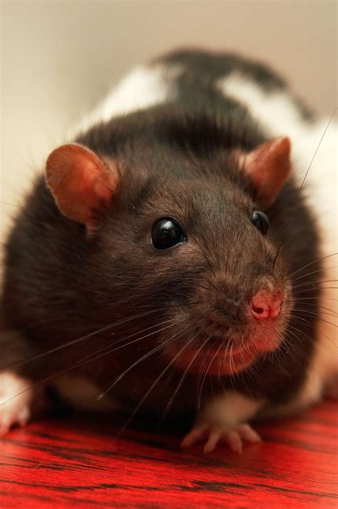 Do Rats Have Eyelids Understanding Pet Fancy Rats