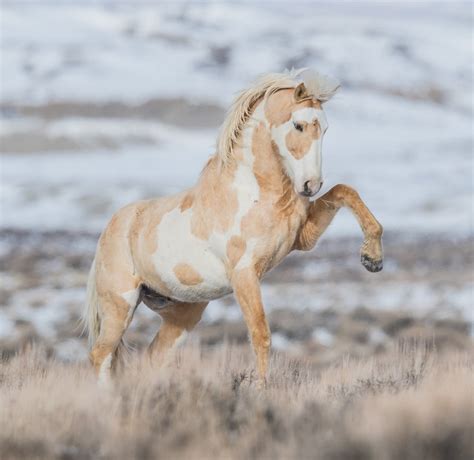 Wild Palomino Pinto Stallion Colorado Usa Wilsonaxpe Flickr