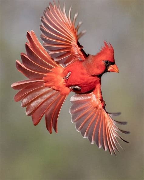 Northern Cardinal Beautiful Birds Wild Birds Photography Birds
