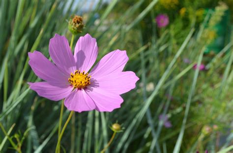 Cosmos How To Plant Grow And Care For Cosmos Flowers The Old