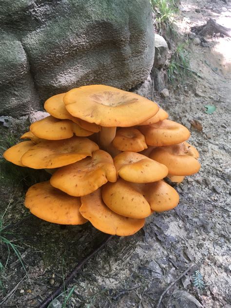 Jack O Lantern Mushrooms Poisonous Coopers Rock State Park Wv 2017