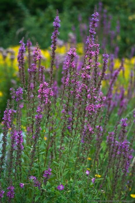 A heartbreakingly lovely small posy. Tall purple perennial | Urban Butterfly Garden