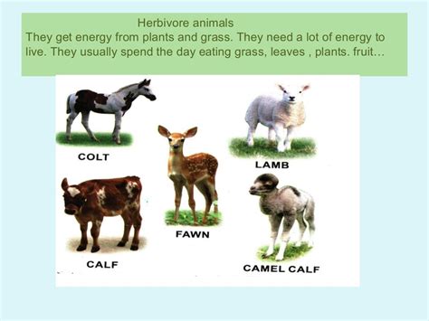 Herbivore, carnivore and omnivore animals