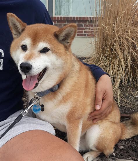 Corgi Shiba Inu Mix 🐕 Reviewed By Vets 3 Reasons To Avoid 🚫