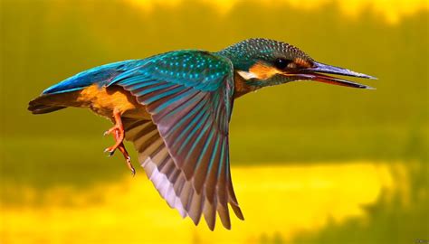 ТОП 16 самых красивых птиц в мире фото названия описание