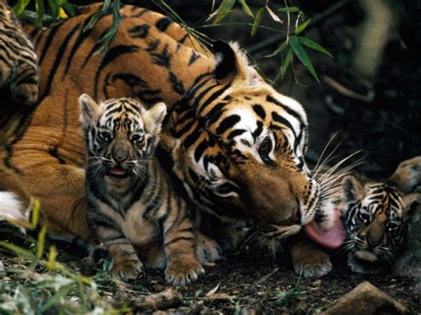 Adaptations The Beautiful Bengal Tiger