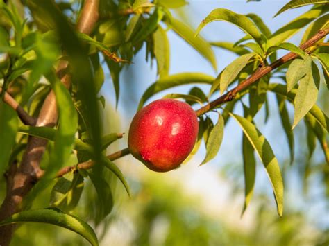 Nectarine Tree Care How And Where Do Nectarines Grow