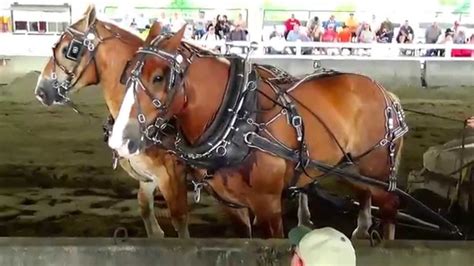 Team Horse Pulling 3300 Lb Video Part 8 Youtube