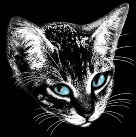 blue eyed cat face shirt sweet kitty kat t shirt small 5x cat