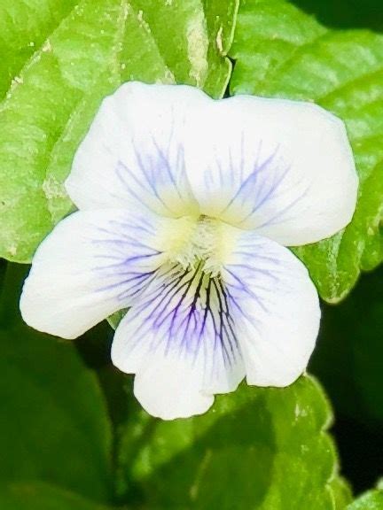New reviews and opinions about services in zumbrota, minnesota. Pin by lornadeenichols on Maine Flowers / Home | Maine ...
