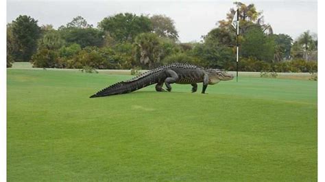 13 Ft Alligator Spotted On Fl Golf Course