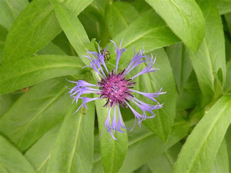 Box 685, union, me 04862. Maine Flowers by Jedi-Praxeum on DeviantArt