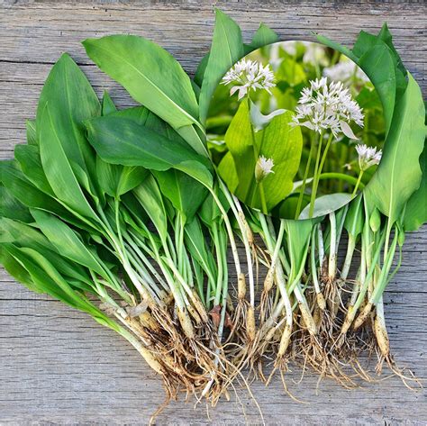 How To Grow Wild Garlic Farm Info