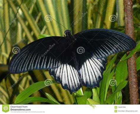 A Black Butterfly Stock Photo Image Of Opened Asia 116491248