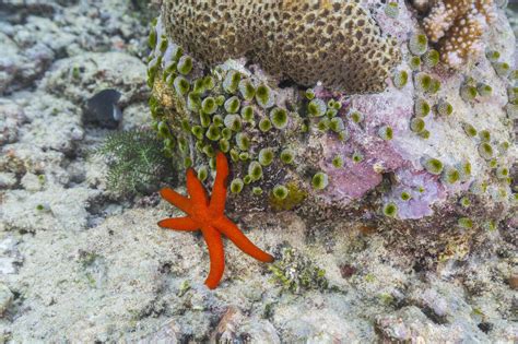 An Adult Luzon Sea Star Echinaster Luzonicus Rests On The Shallow